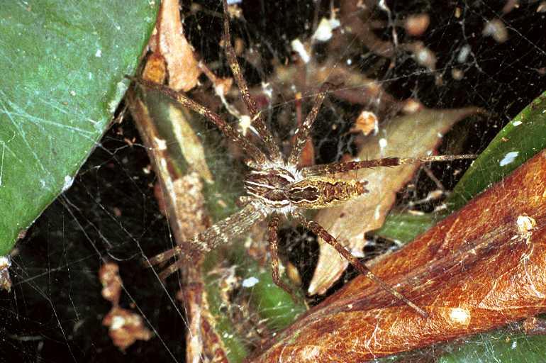 Dendrolycosa_icadia_F0809_Z_90_Maurilyan harbour_Australie.jpg
